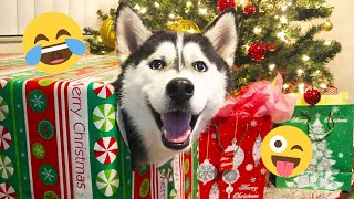 Je vous défie de ne pas rire de ces chiens drôles 🦮 - meilleures vidéos d'animaux drôles 2025