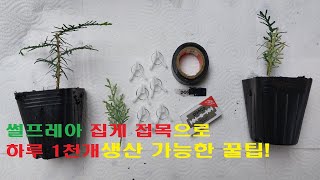초스피드 썰프레아 집게접목 꿀팁 방출!