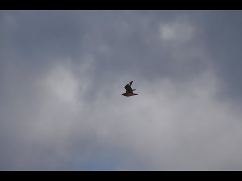 overdenking 81   psalm 81