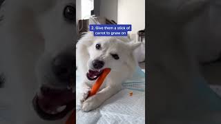 How To Clean Your Dog