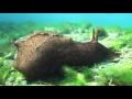 Sea Slug Brain Chemistry Reveals A Lot About Human Memory Learning Science Nation