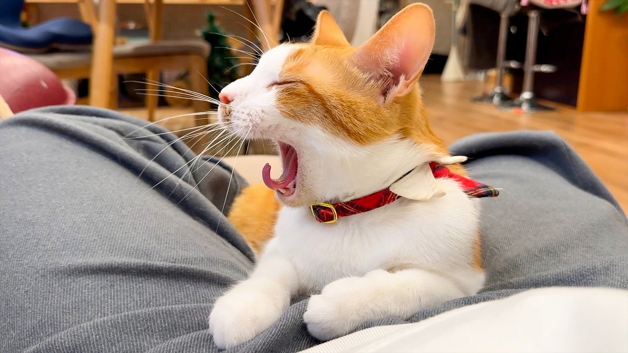 飼い主の足の隙間が好きすぎて一瞬で飛び込んできました