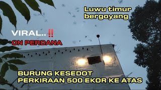 Download lagu VIRAL..‼️On perdana Luwu timur bergoyang sp pangeran sriwijaya. burung tersedot di atas 500 ekor😱 mp3