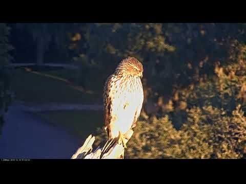 Immature Cooper's Hawk Gets A Close Up In Savannah – Dec. 18, 2018
