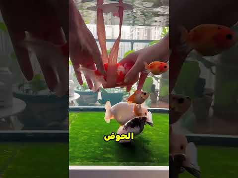السمكة بطنها كبرت أوي 🐟 #قطط