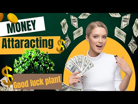 धन वर्षा करने वाला / Lucky Jade Plant / Good Luck Plant For Home / Shubh Plant /Vastu Plant