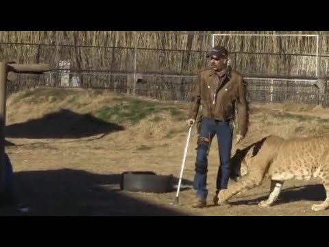 Tiger King | Joe Exotic attacked by tiger
