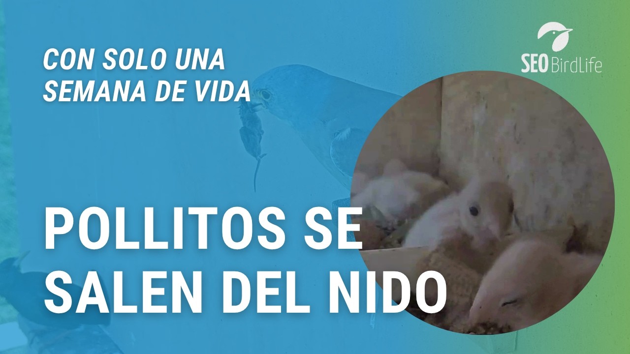 POLLITOS DE EXCURSIÓN 🐥🐥🐤🐤🦅 Cernícalos primillas ·  Parque Nacional de Cabañeros.
