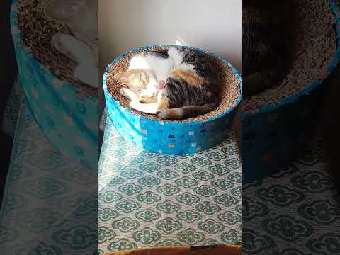 #881#cats#catgrooming#catenjoyingsunlight#ytstudio#catsvideoviral2025