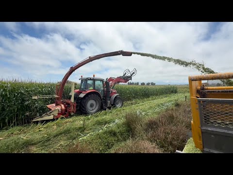 Damn Birds, Maize Pke Silage in 1 Wagon 