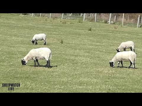 Sheepwatch Live - Volume 1 - Chris Coco