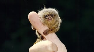 FINGER MONKEYS ARE TINY