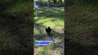 Download lagu Seorang pengguna Reddit membagikan video seekor burung murai yang tampak meniru suara sirene polisi. #australia mp3 Download lagu Seorang pengguna Reddit membagikan video seekor burung murai yang tampak meniru suara sirene polisi. #australia mp3