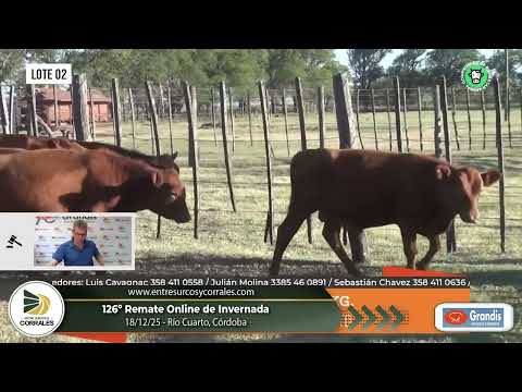 18-12-25 - 126º Remate Online de Grandis Negocios Ganaderos - Río Cuarto Córdoba