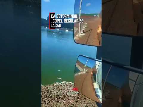 Queda de energia mata mais de 900 mil peixes em Tupãssi