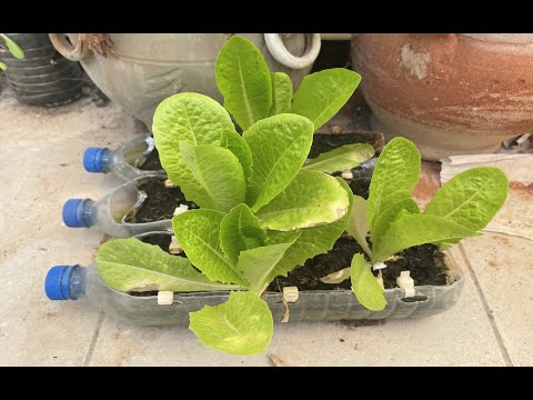 , title : 'Revolutionary DIY Hydroponics: Unleashing Green Magic with a Transformed Water Bottle!'