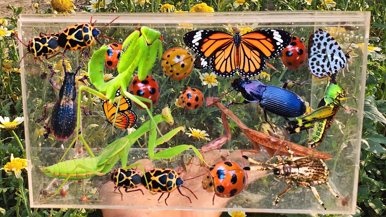 Bug Hunting, Garden Insect Collecting, Butterfly, Mantis, Ladybug, Elephant Beetle, Stink Bug