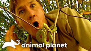 Steve & Terri Encounter A Color Changing Baby Python | The Crocodile Hunter | Animal Planet