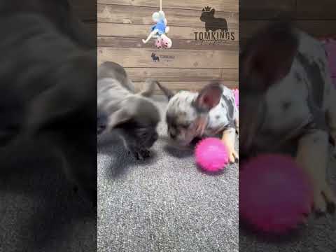 Video 4