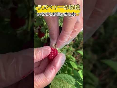 ラズベリーブッシュの作り方 サポート器具 鋸ネジ ボルト ドリル