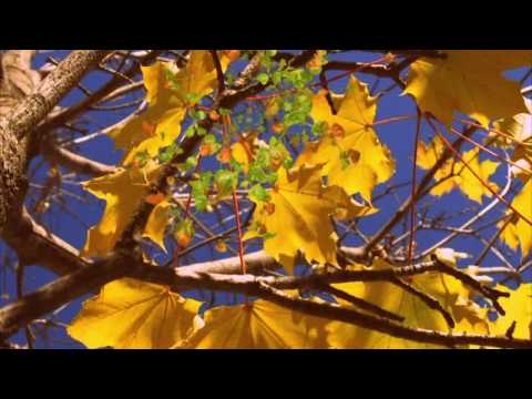 Biba Binoche - Lete Indien (Joe Dassin)