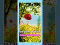 Nana Mouskouri | The Queen Of Hearts, 팝송, 나나 무스꾸리, 양귀비꽃  #nature #travel #flowers