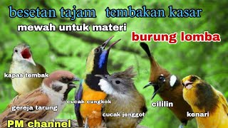 Download lagu Masteran Tembakan Kasar || Materi Mewah untuk Isian Burung Lomba - suara jernih mp3