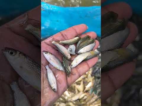 Grass carp fish seed