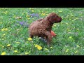 Goldendoodle dogs for sale: Loretta F1b - Video 1