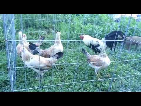 clement grey bredy (clemonts grey)