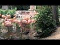 Zoo To You Virtual Safari Chilean And American Flamingos