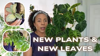 🌿 Fresh Leaves & Meet New Plant Babies: Growing Season Starts! 🪴