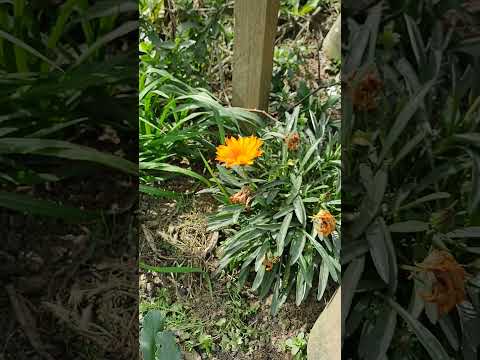 Schone Brot Café Colonial | Presidente Getúlio SC #natureza