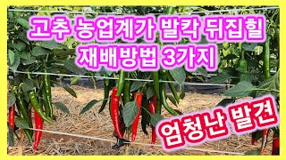 고추농업계가 발칵 뒤집힐 엄청난 재배방법 3가지 발견~고추농사 잘짓는방법