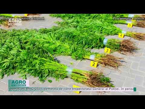 E bine să crești cânepă în gospodărie? – AGRO TV News