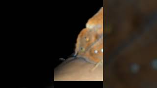 Download lagu ARTI KUPU-KUPU HINGGAP DI BADAN mp3 Download lagu ARTI KUPU-KUPU HINGGAP DI BADAN mp3