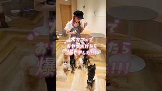 〖 VLOG 〗犬カフェで推しのチワワ愛でてきた🐶おやつで爆モテ委員長🐶🐕🐾🐾🐕🐶