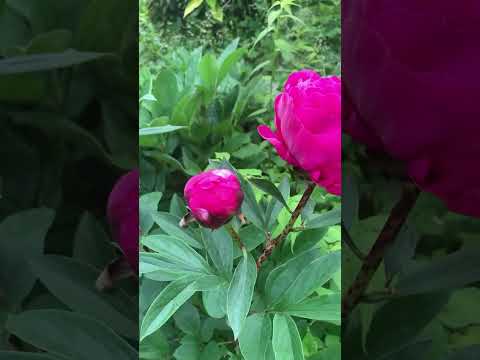 牡丹の開花を促進するにはどうすればよいですか？花を咲かせるにはどんな肥料を、いつ与えればよいのでしょうか？  庭園