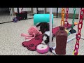 Mini Sheepadoodle dogs for sale: Reese - Video 1