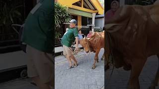 Download lagu angry cow, running cow #shorts #youtubeshorts #viralshorts #funny #laughing mp3