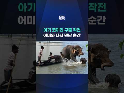 불어난 강물에 빠진 아기 코끼리…인도 어부들의 감동 구조 순간 #shorts / KBS
