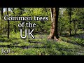 Common Trees Of The UK Part 1 Oak Hazel Ash Silver Birch Horse Chestnut Beech