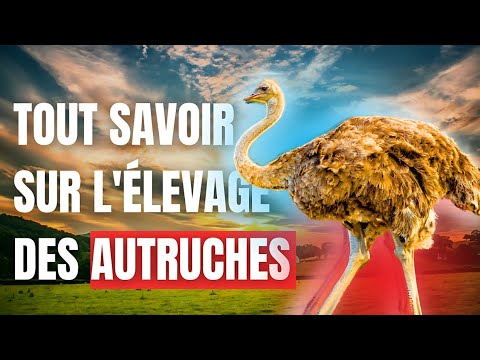 TOUT CE QU'IL FAUT SAVOIR SUR L'ÉLEVAGE DES AUTRUCHES