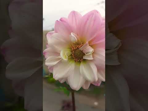 So #beautiful #flower❤🌻🦋#viralvideo #like #follow #share me my #video