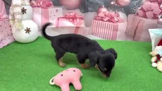 ハーフ犬の動画01