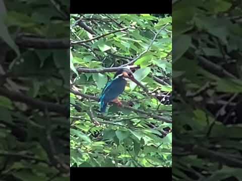 セネガルカワセミ