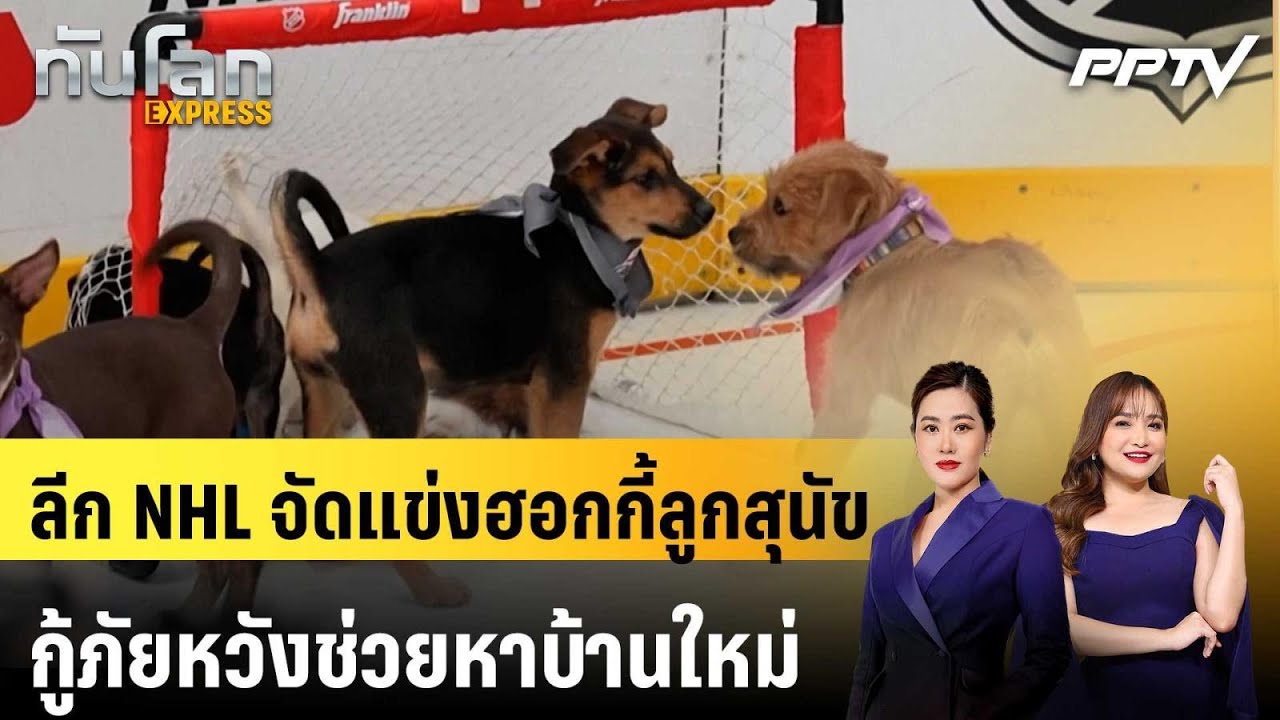 ลีก NHL จัดแข่งฮอกกี้ลูกสุนัขกู้ภัยหวังช่วยหาบ้านใ