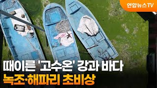 때이른 '고수온' 강과 바다…녹조·해파리 초비상 / 연합뉴스TV (YonhapnewsTV)