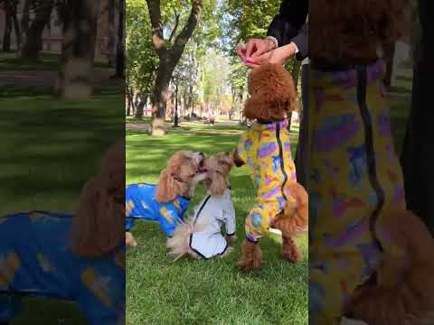 Дождевик для собак WAUDOG Clothes, светоотражающий - фото 1 - id-p2515815151