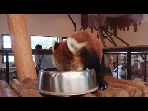 #2-1 June 2021 Red panda at Adventure world, Japan